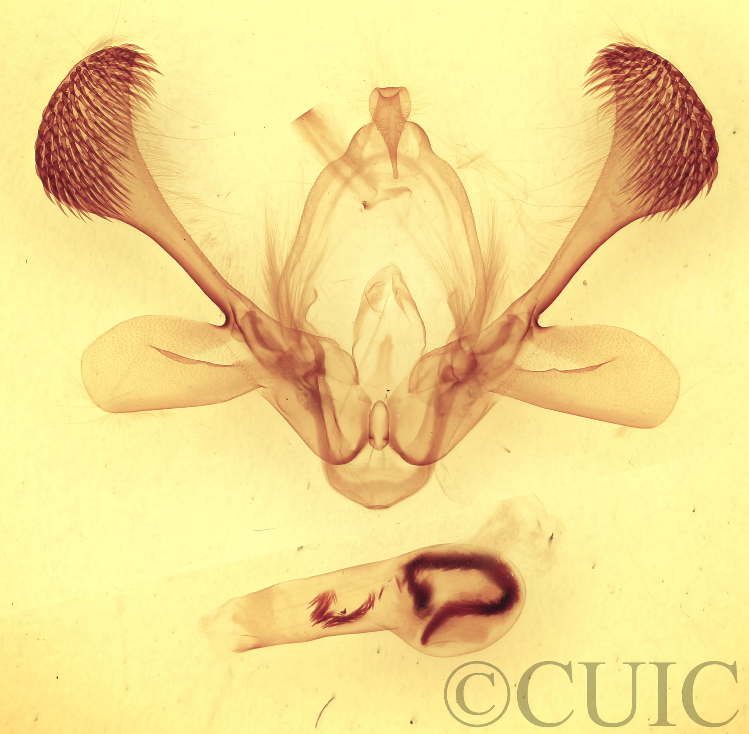 genitalia view of adult Mythimna idisana