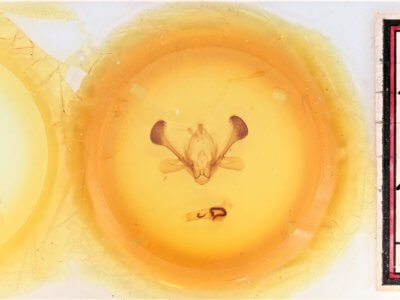 slide view of adult Mythimna idisana