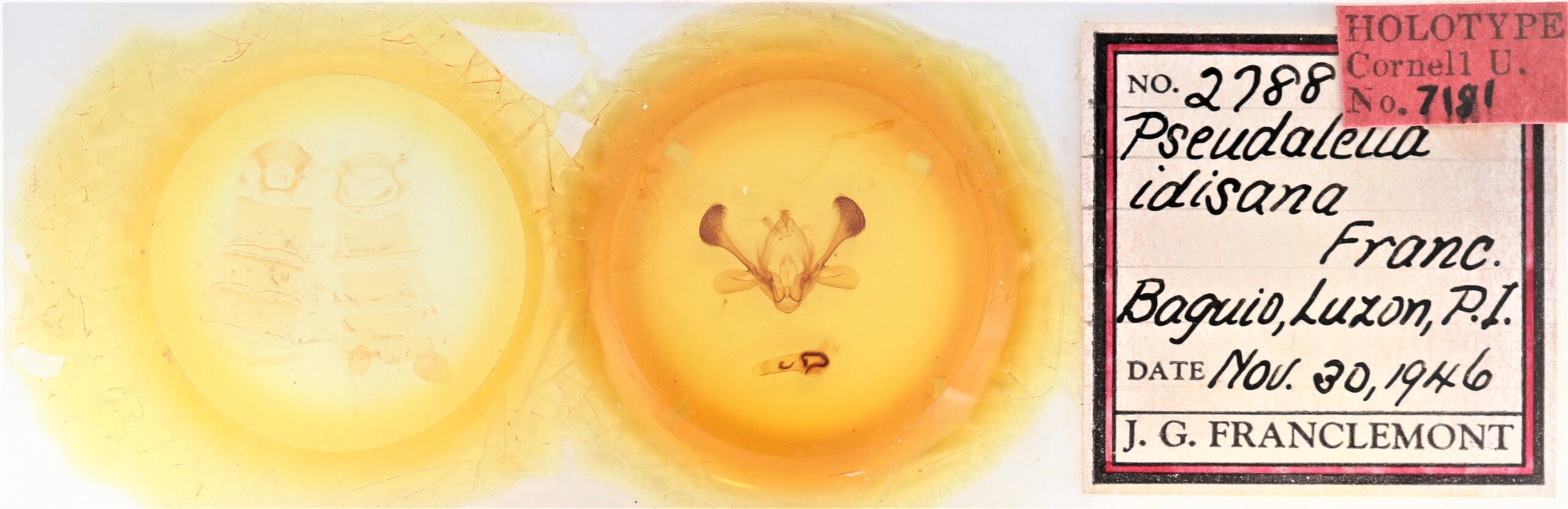 slide view of adult Mythimna idisana