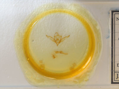 slide view of adult Eupsilia sidus