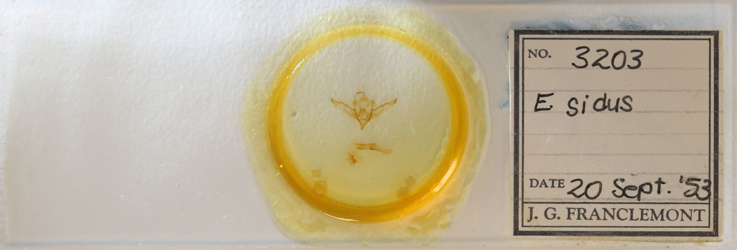 slide view of adult Eupsilia sidus