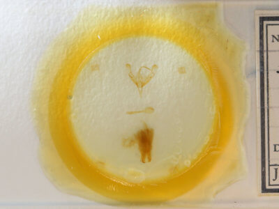 slide view of adult Trichoplusia ni