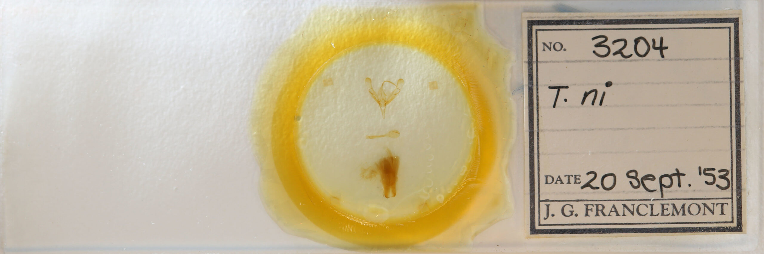 slide view of adult Trichoplusia ni