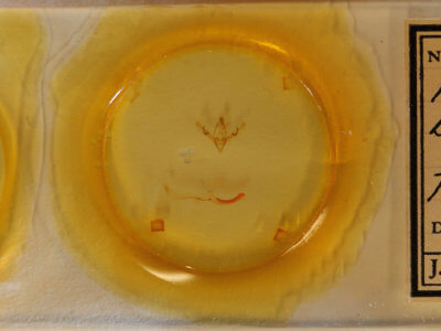 slide view of adult Noctuidae