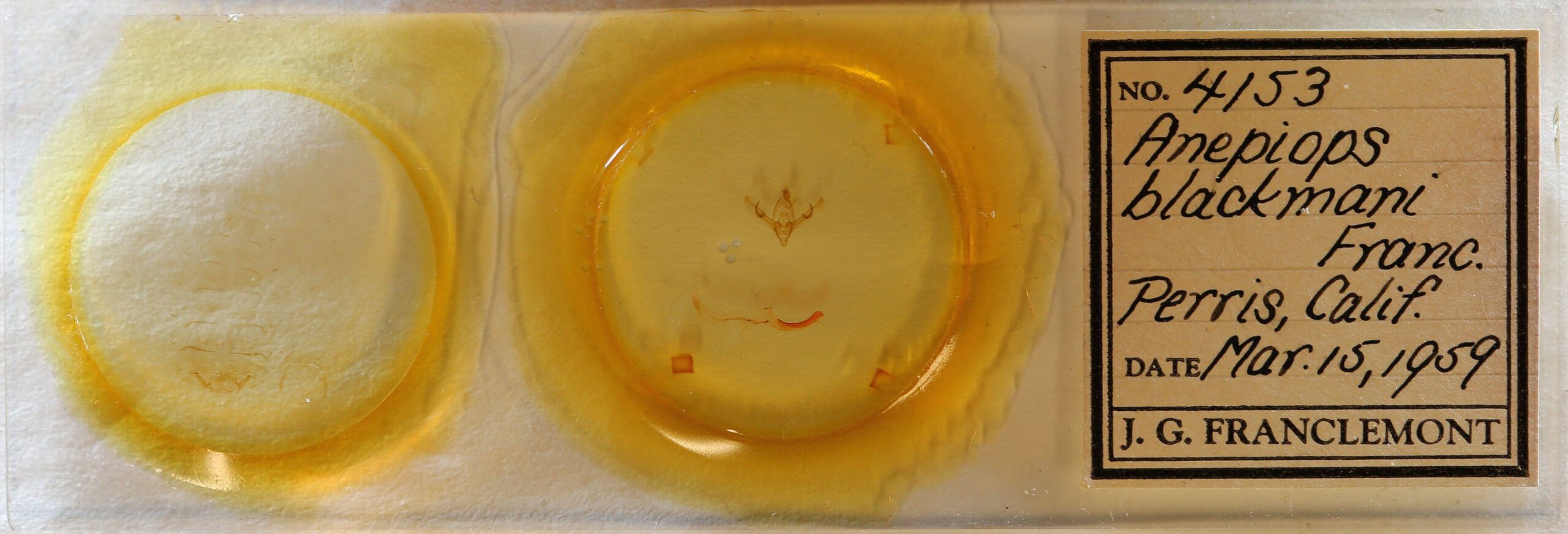 slide view of adult Noctuidae