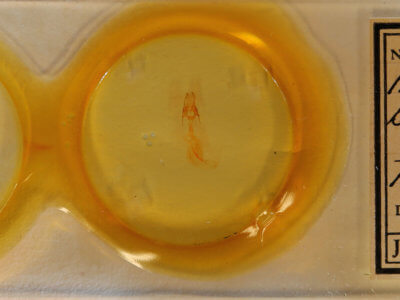 slide view of adult Noctuidae