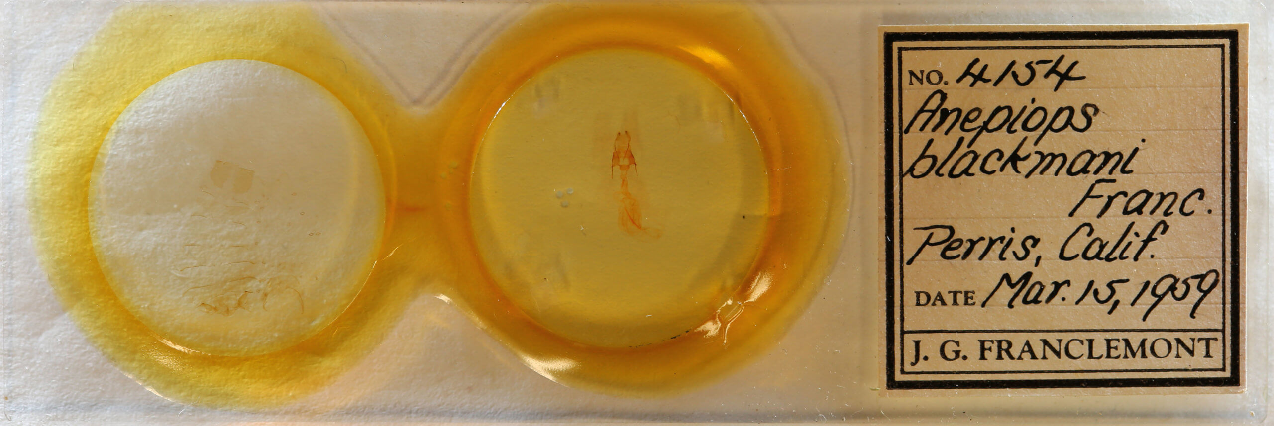 slide view of adult Noctuidae