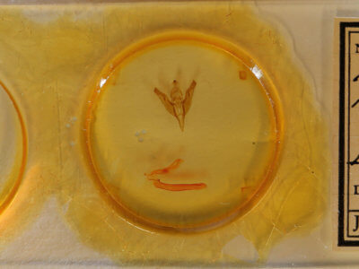 slide view of adult Egira baueri