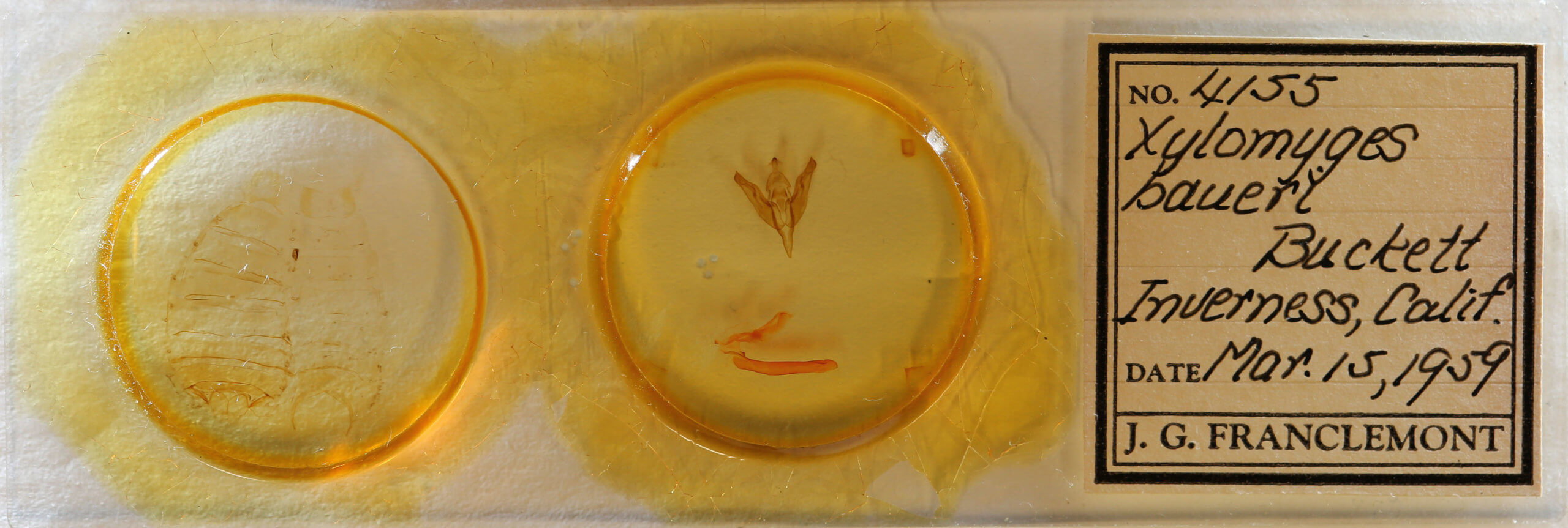 slide view of adult Egira baueri