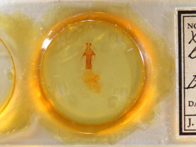 slide view of adult Egira baueri