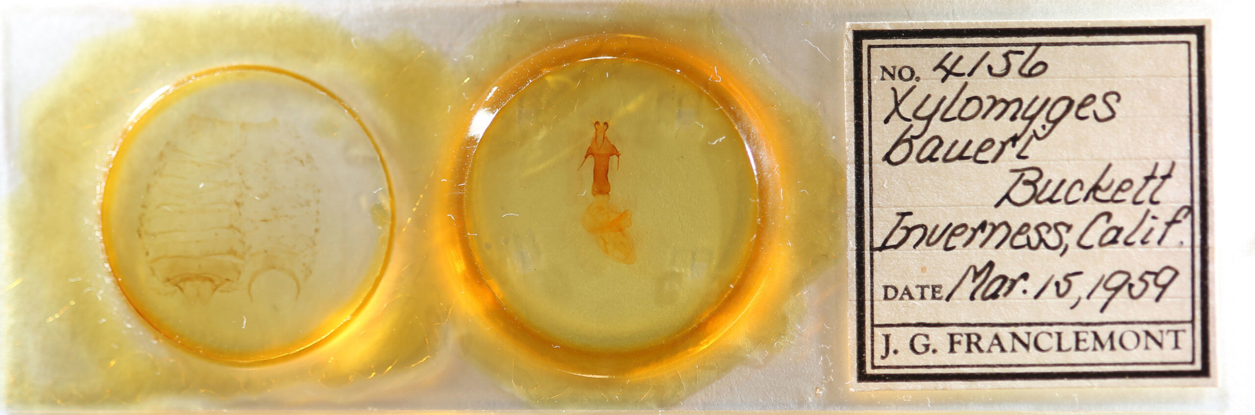 slide view of adult Egira baueri