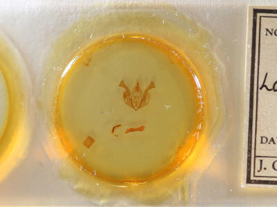 slide view of adult Lacinipolia bucketti