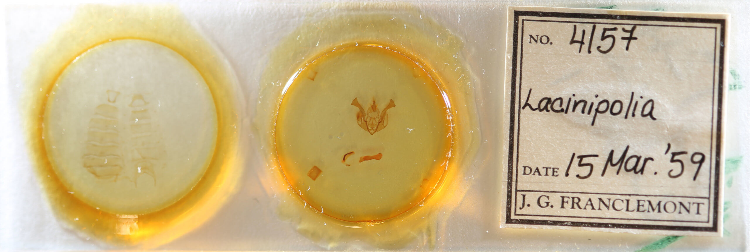 slide view of adult Lacinipolia bucketti