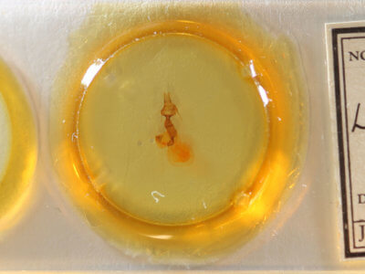 slide view of adult Lacinipolia bucketti