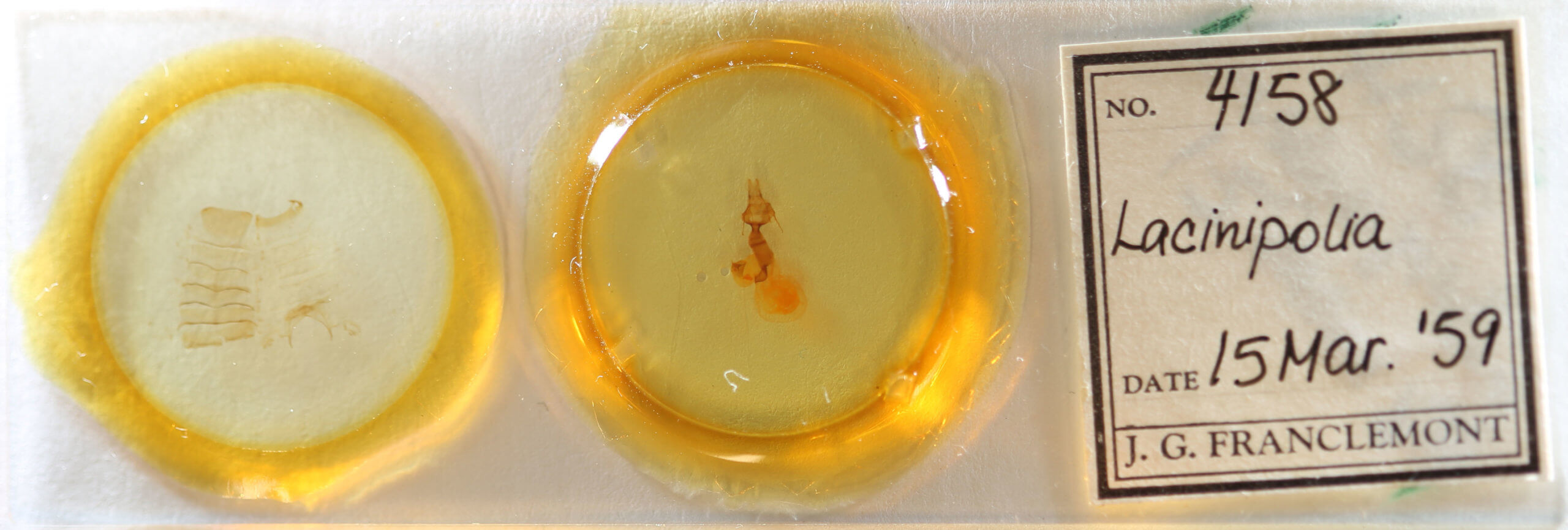 slide view of adult Lacinipolia bucketti