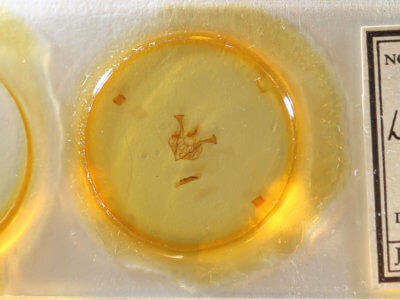 slide view of adult Lacinipolia bucketti