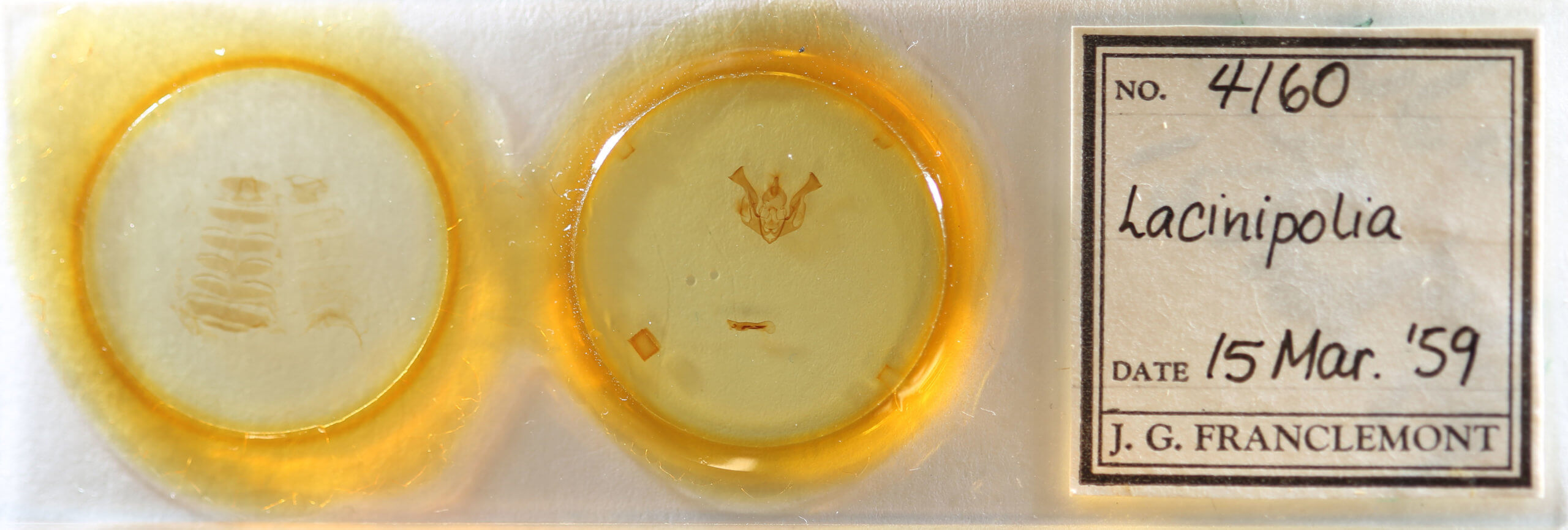 slide view of adult Lacinipolia