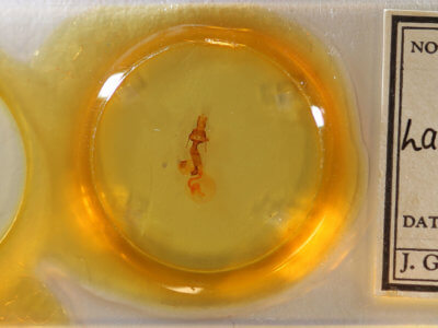 slide view of adult Lacinipolia