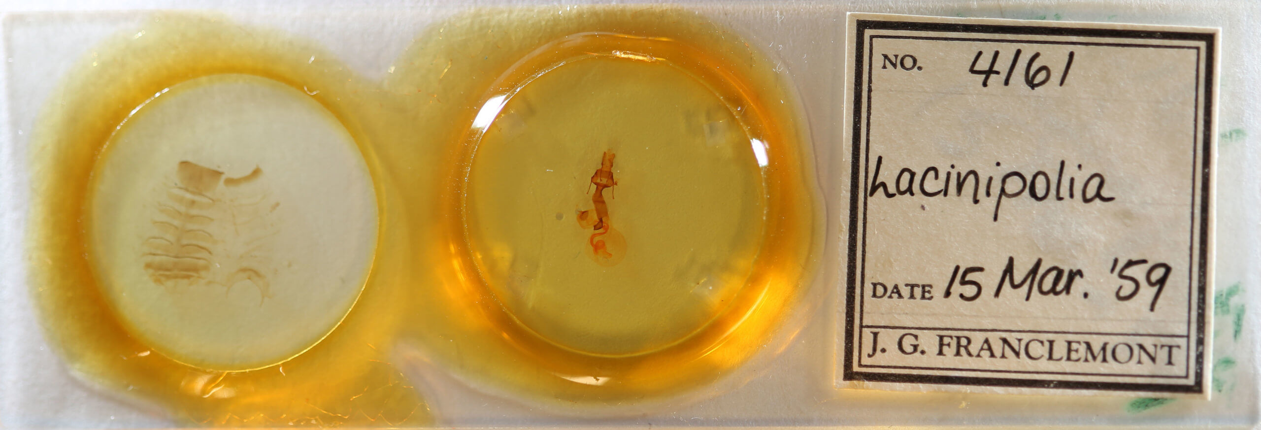 slide view of adult Lacinipolia