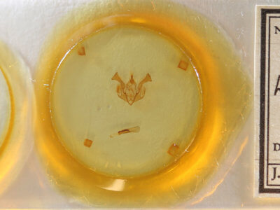 slide view of adult Lacinipolia bucketti