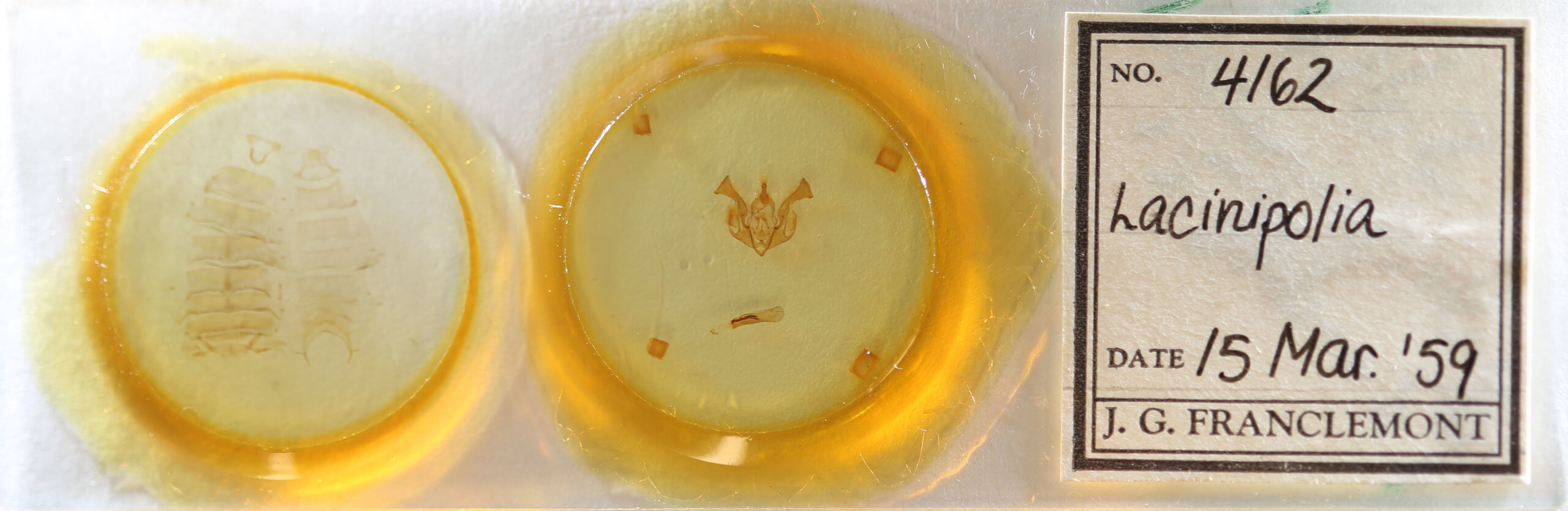 slide view of adult Lacinipolia bucketti