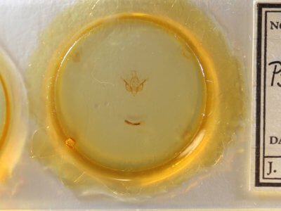 slide view of adult Pseudobryomima