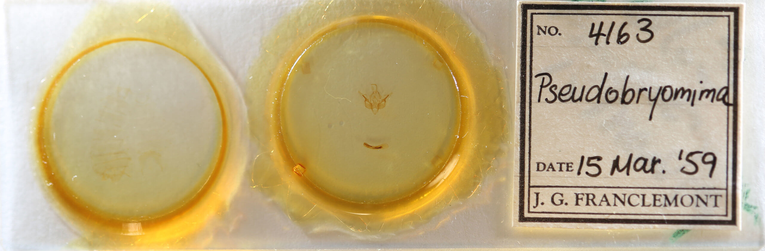 slide view of adult Pseudobryomima