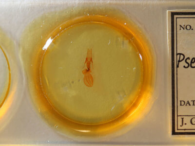 slide view of adult Pseudobryomima