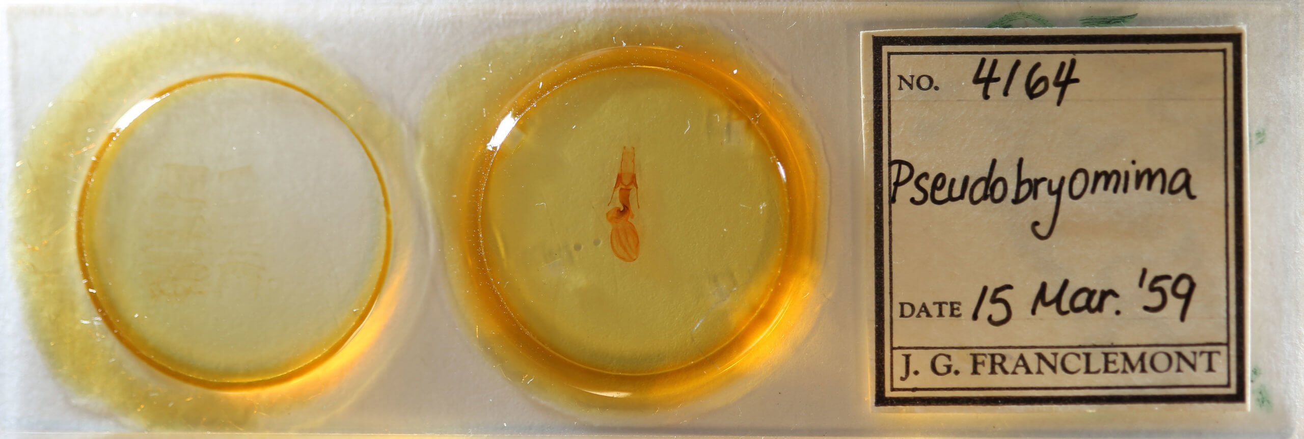 slide view of adult Pseudobryomima