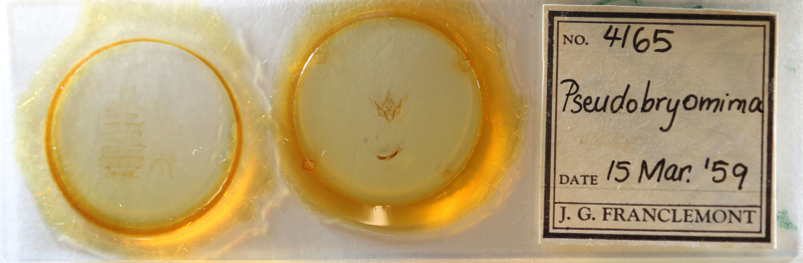 slide view of adult Pseudobryomima