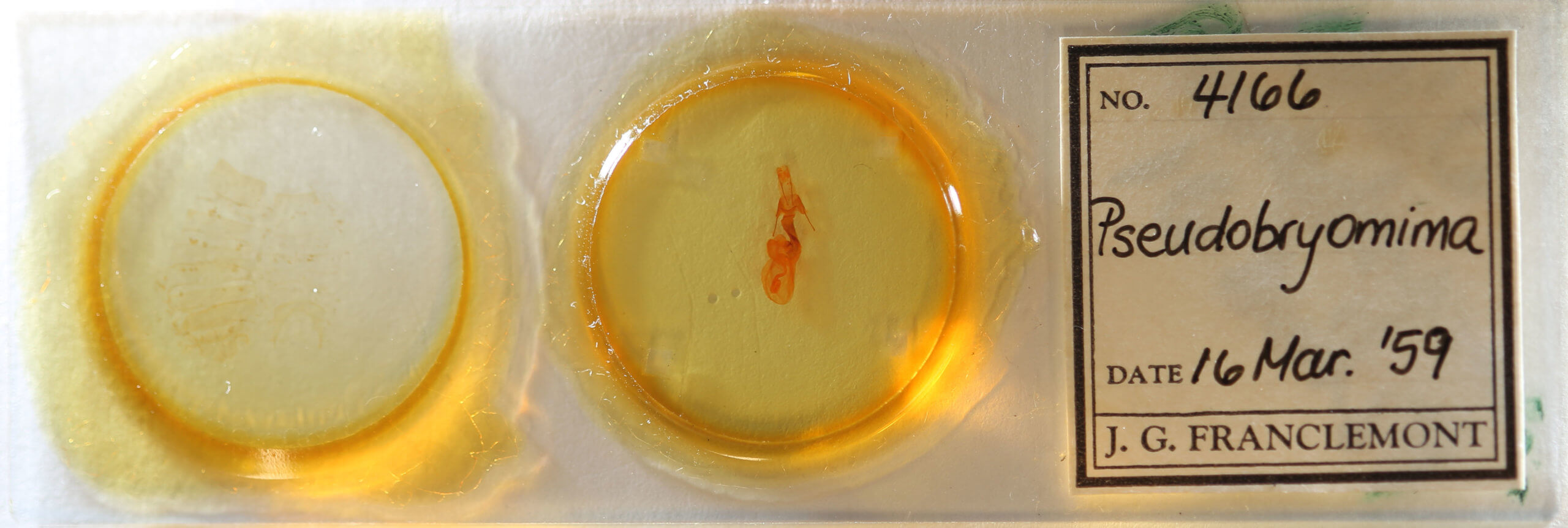 slide view of adult Pseudobryomima