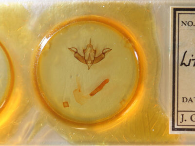 slide view of adult Lithophane jefferyi