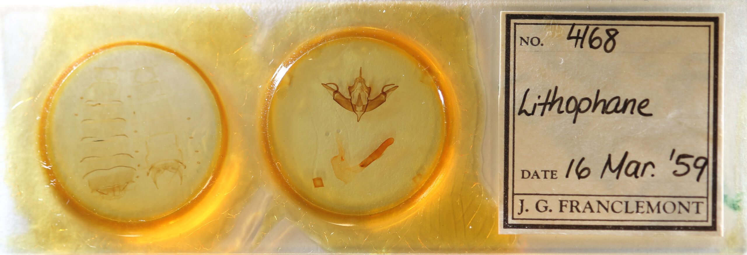 slide view of adult Lithophane jefferyi