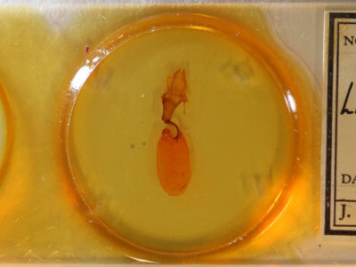 slide view of adult Lithophane jefferyi