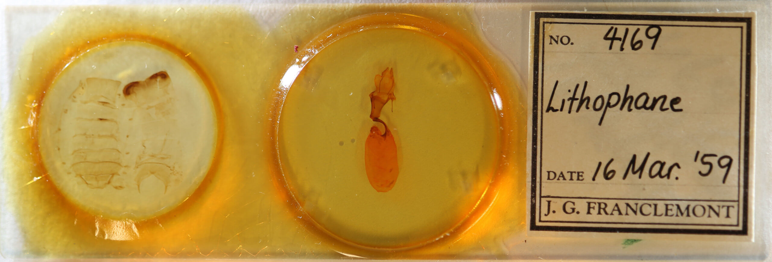 slide view of adult Lithophane jefferyi