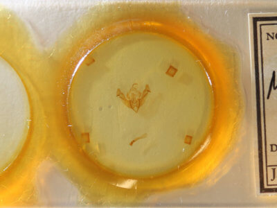 slide view of adult Mammifrontia