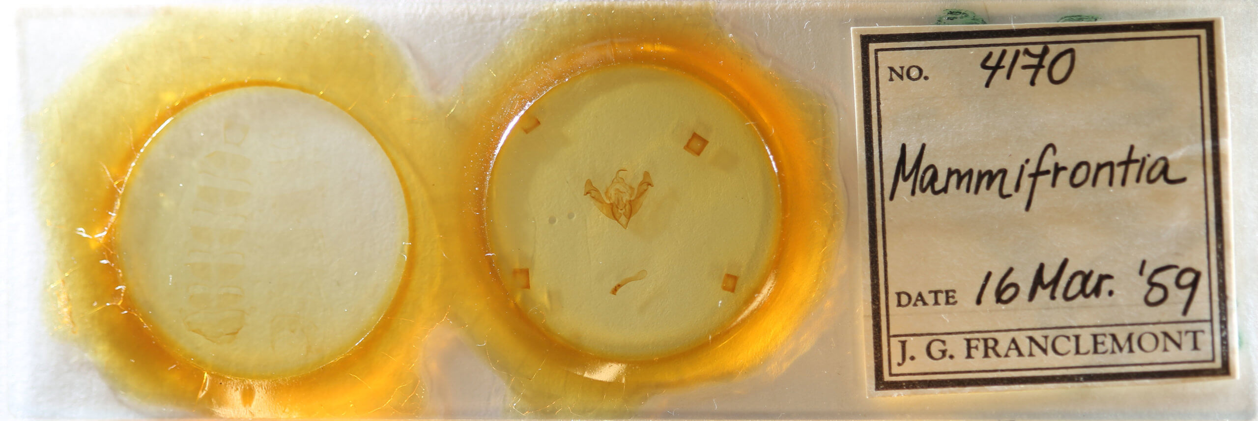 slide view of adult Mammifrontia