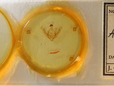 slide view of adult Globia alameda