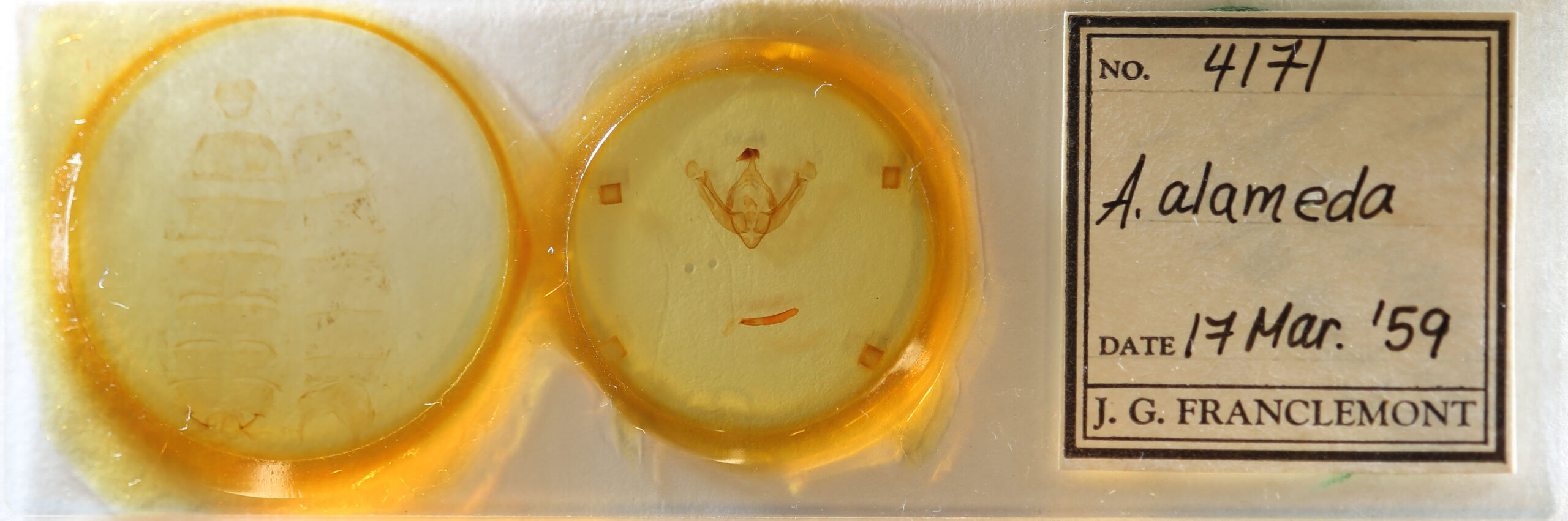 slide view of adult Globia alameda