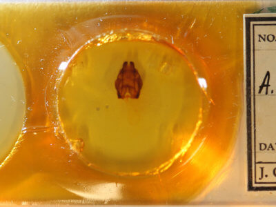 slide view of adult Globia alameda