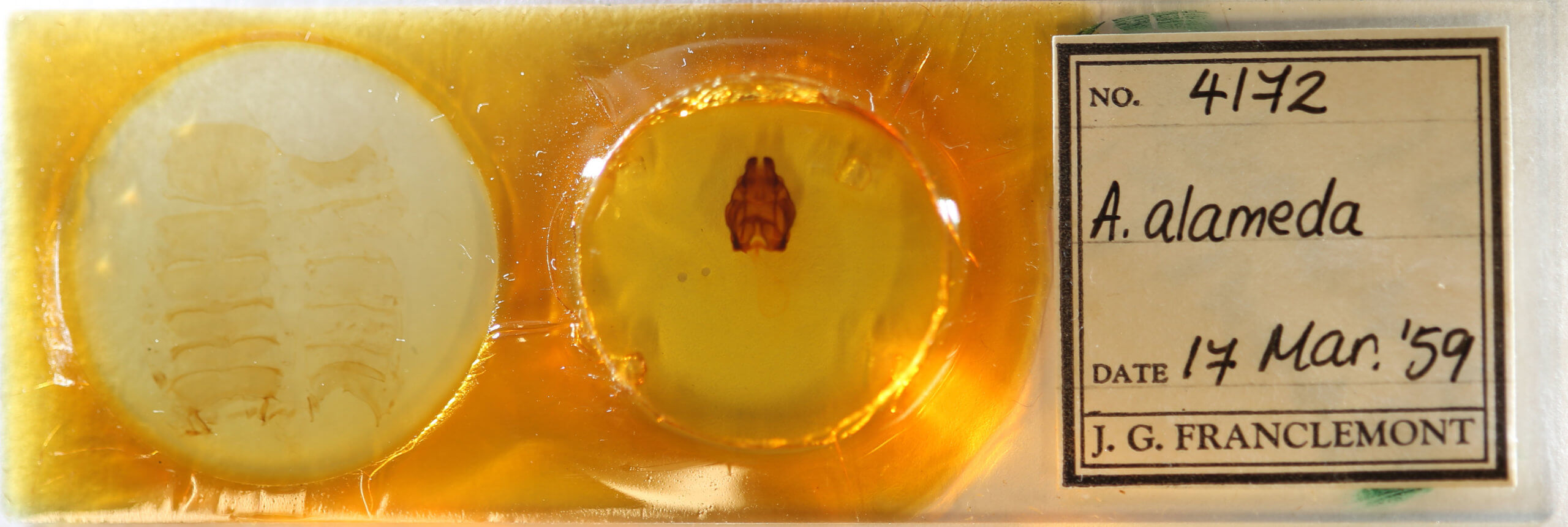 slide view of adult Globia alameda