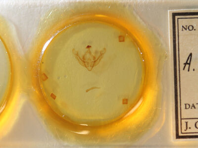 slide view of adult Globia alameda