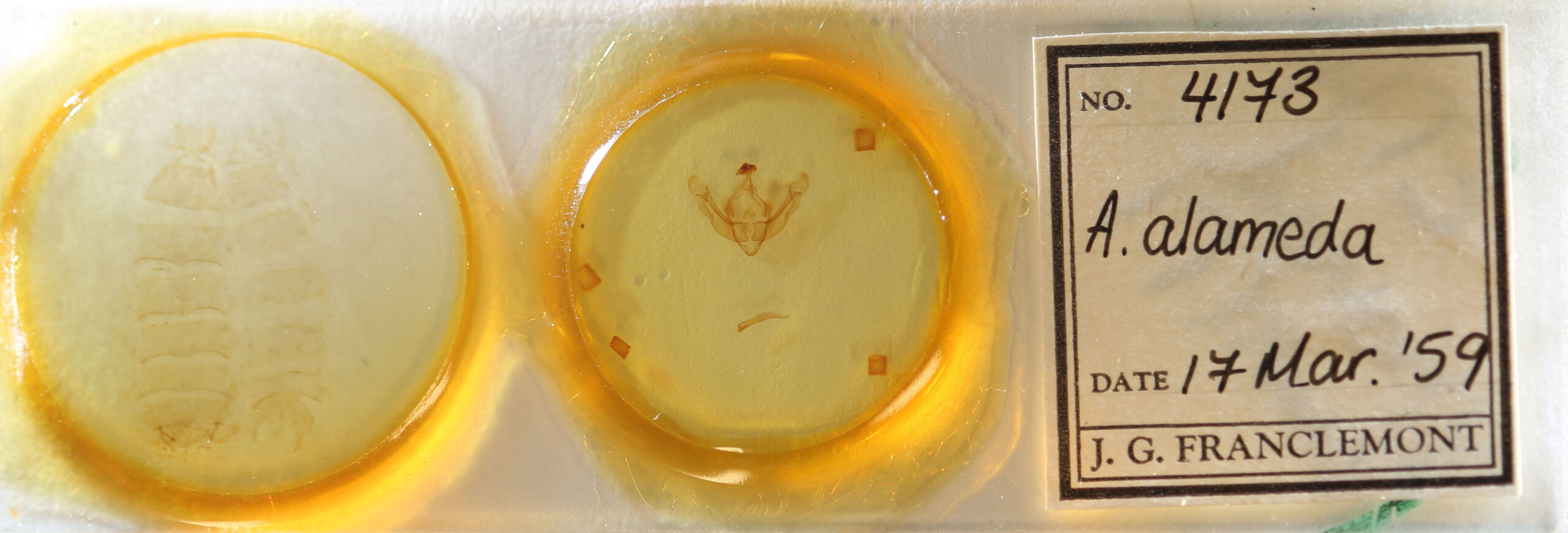 slide view of adult Globia alameda