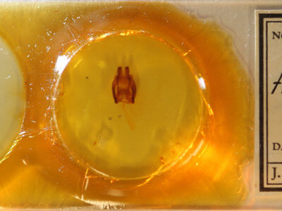 slide view of adult Globia alameda