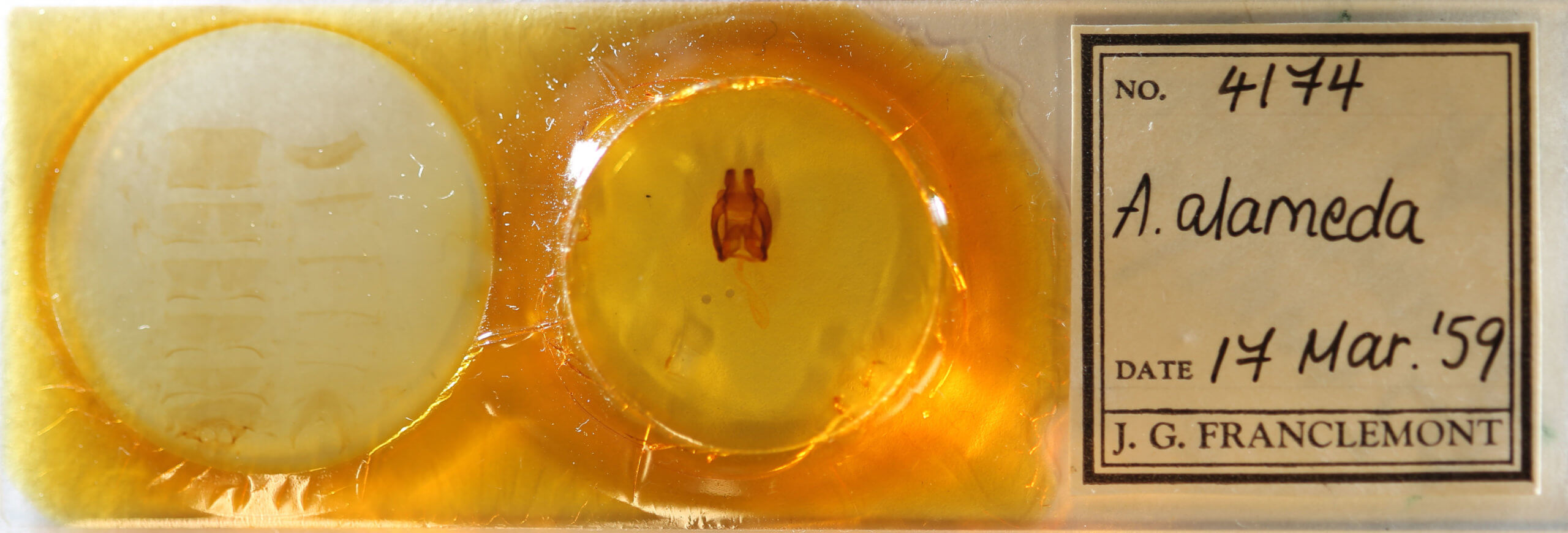 slide view of adult Globia alameda