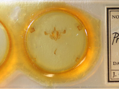 slide view of adult Properigea