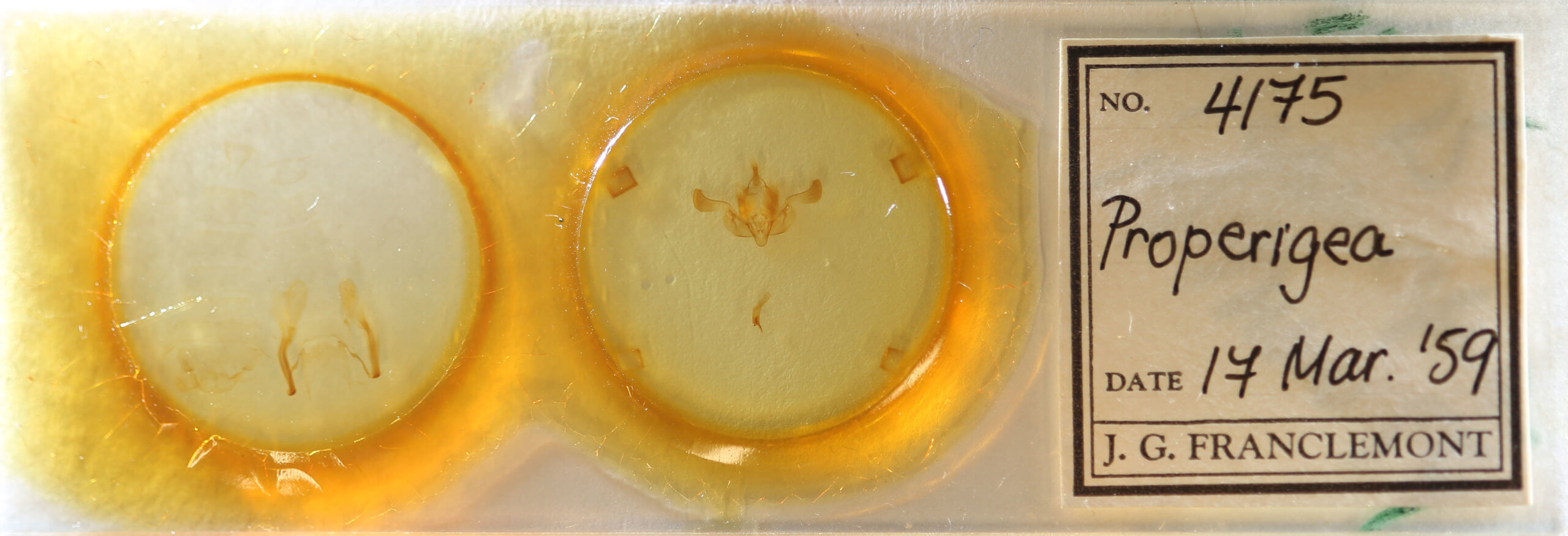 slide view of adult Properigea