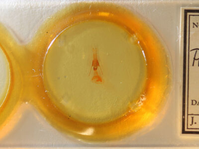 slide view of adult Properigea