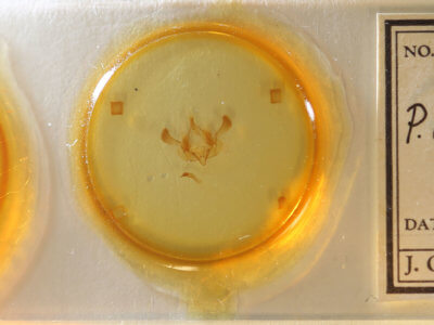 slide view of adult Properigea albimacula