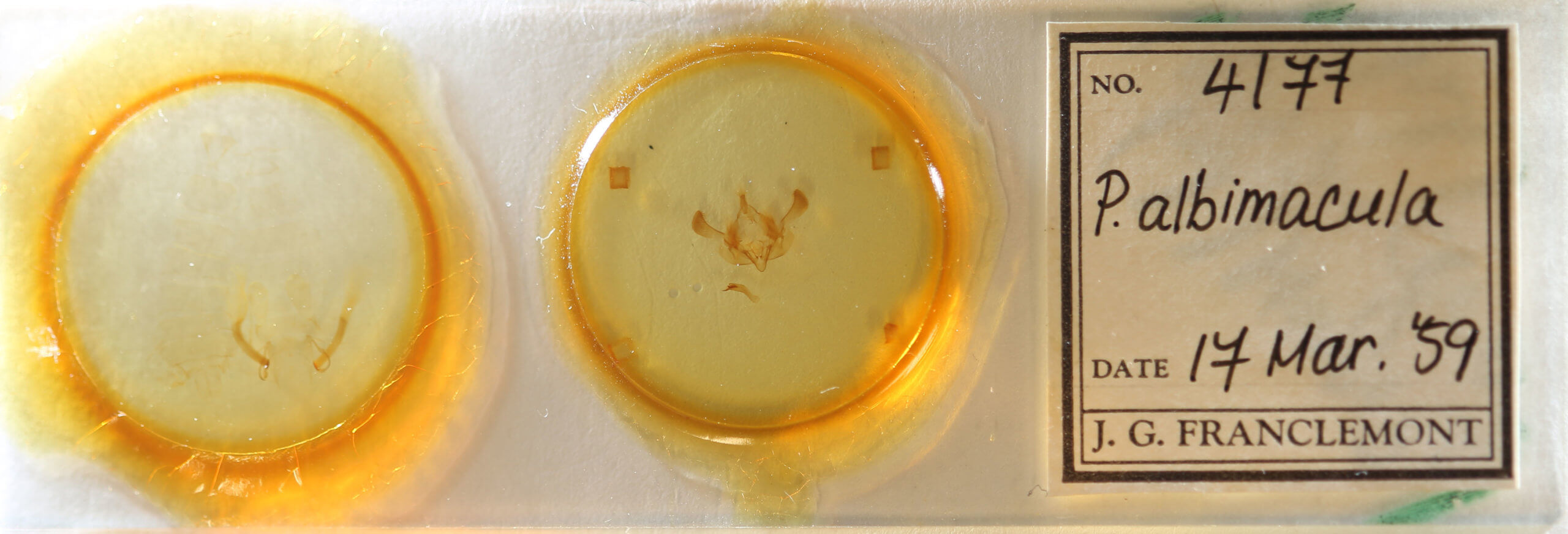 slide view of adult Properigea albimacula